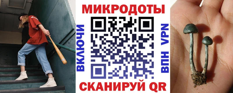blacksprut ссылка  Вяземский  Галлюциногенные грибы Psilocybe 